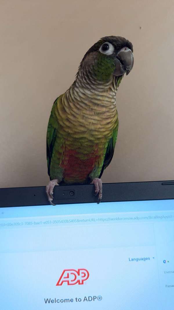 green-white-bird-for-sale-in-kentucky