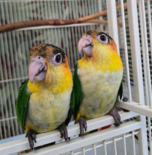 rescue-bird-for-sale-in-richmond-va
