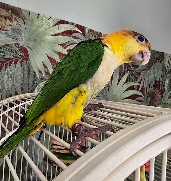 white-bellied-caique-for-sale