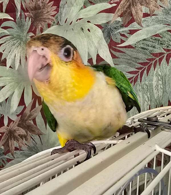 white-bellied-caique-for-sale-in-richmond-va