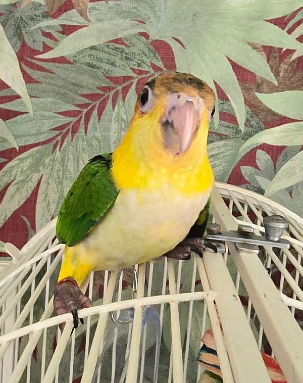 small-bird-for-sale