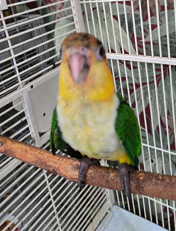 small-white-bellied-caique-for-sale