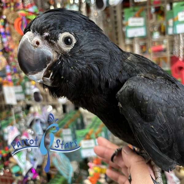 cockatoo-for-sale