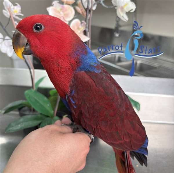 solomon-island-eclectus-parrots-for-sale