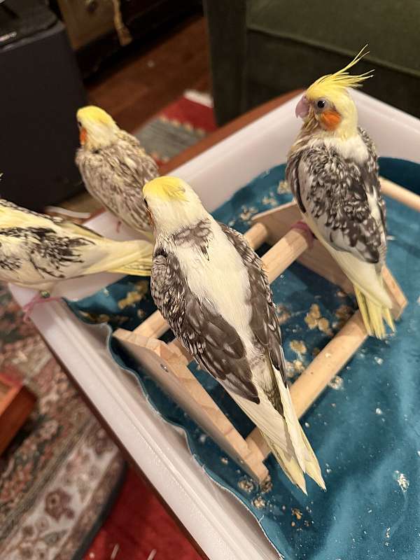grey-yellow-bird-for-sale-in-carrollton-tx