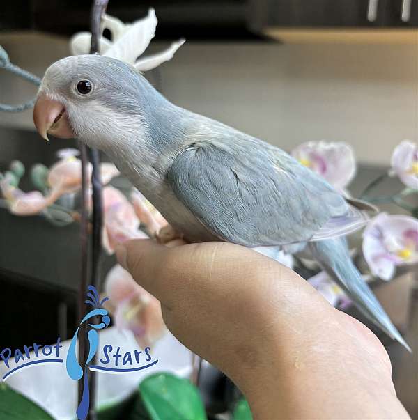 quaker-parrots-for-sale