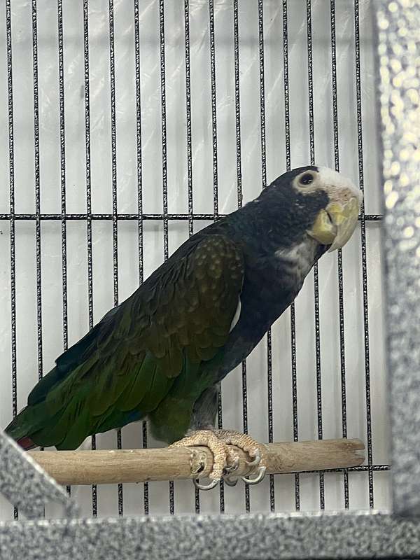 white-capped-pionus-parrots-for-sale-in-toney-al