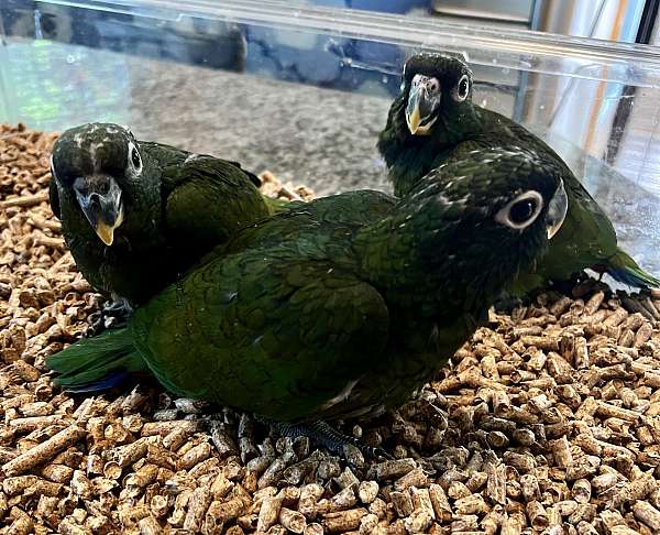 parrot-pionus-parrots-for-sale-in-stafford-va