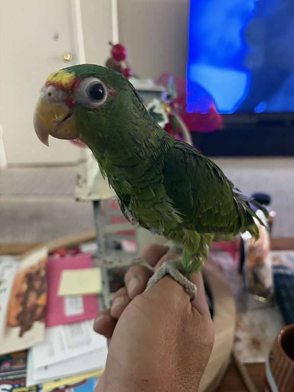 amazon-parrot-for-sale-in-avondale-az