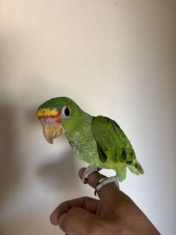 baby-bird-for-sale-in-avondale-az