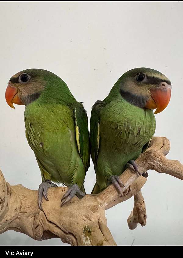 parakeet-for-sale-in-snellville-ga