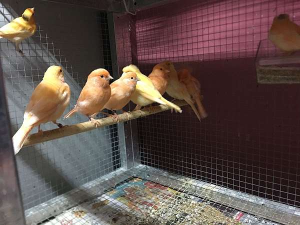young-adult-bird-for-sale-in-georgia