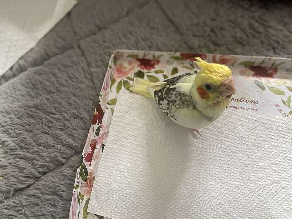 cockatiel-for-sale-in-shelton-wa