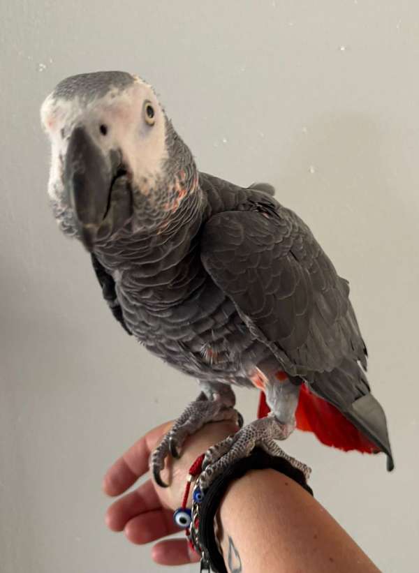 congo-african-grey-parrot-for-sale