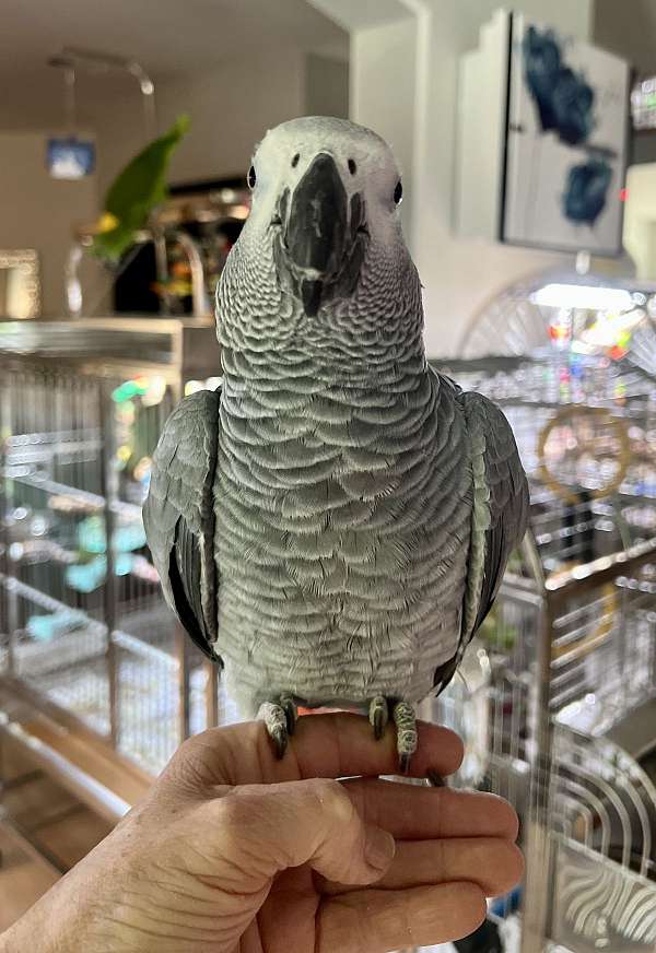 congo-african-grey-parrot-for-sale