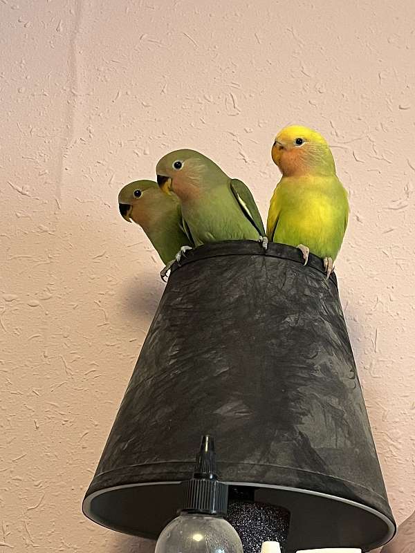 lovebird-for-sale-in-beaver-dam-wi