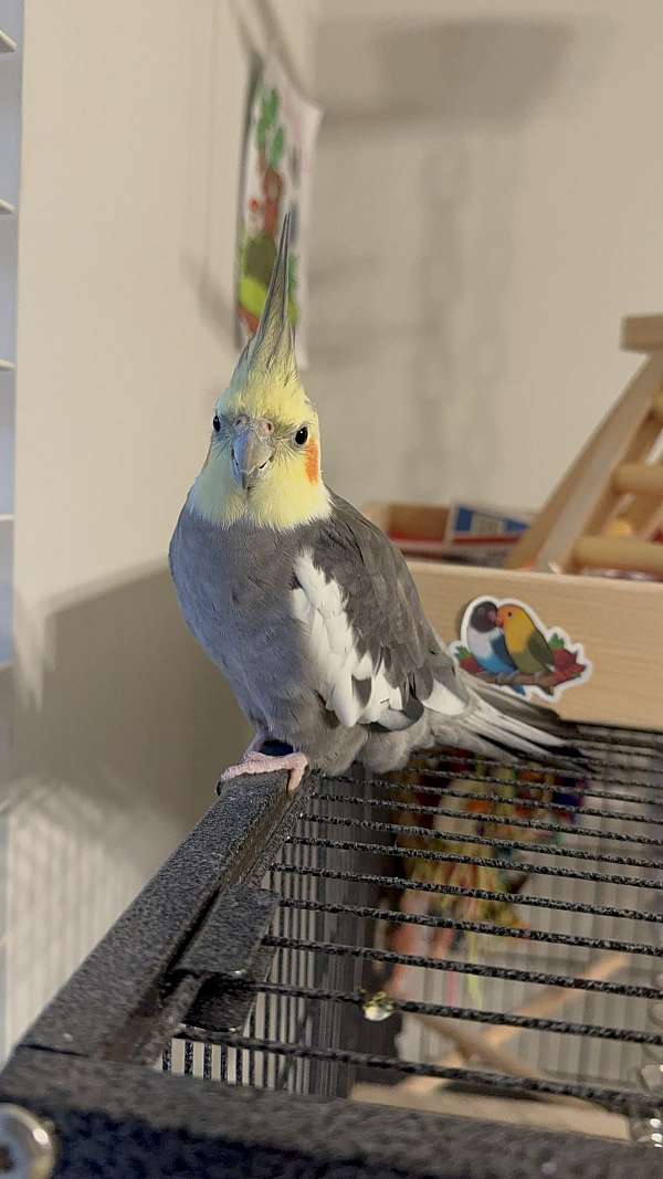 cockatiel-for-sale