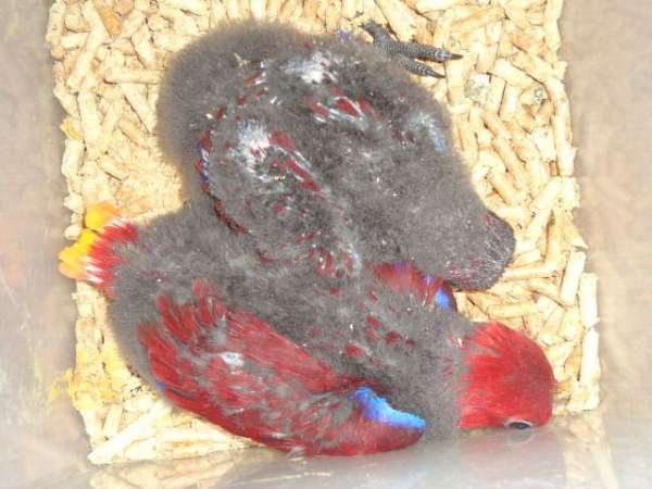 vosmaeri-eclectus-parrots-for-sale