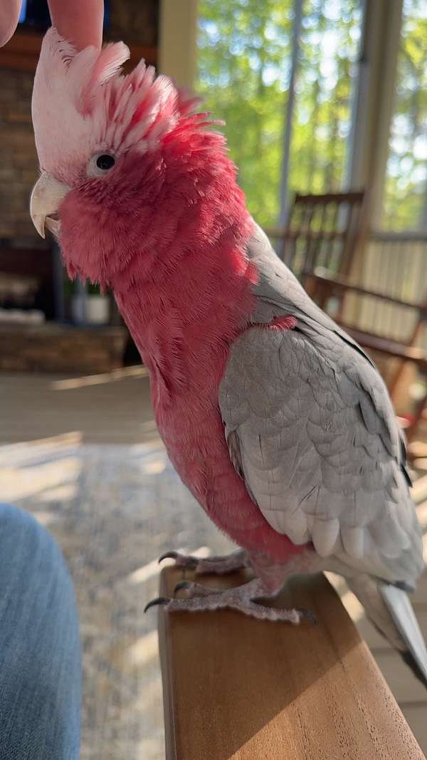 rose-breasted-cockatoo-for-sale