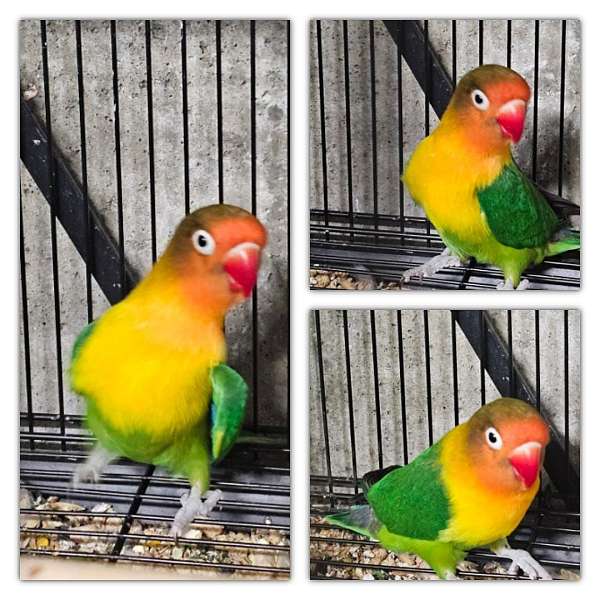 fischers-lovebird-for-sale