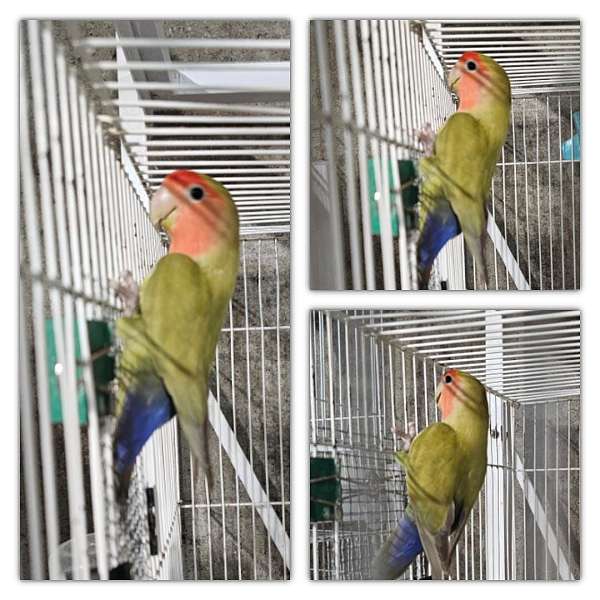 peach-faced-lovebird-for-sale