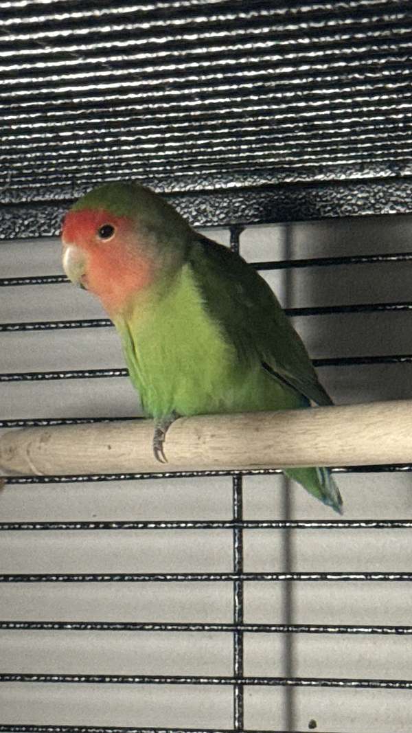 peach-faced-lovebird-for-sale-in-navarre-fl