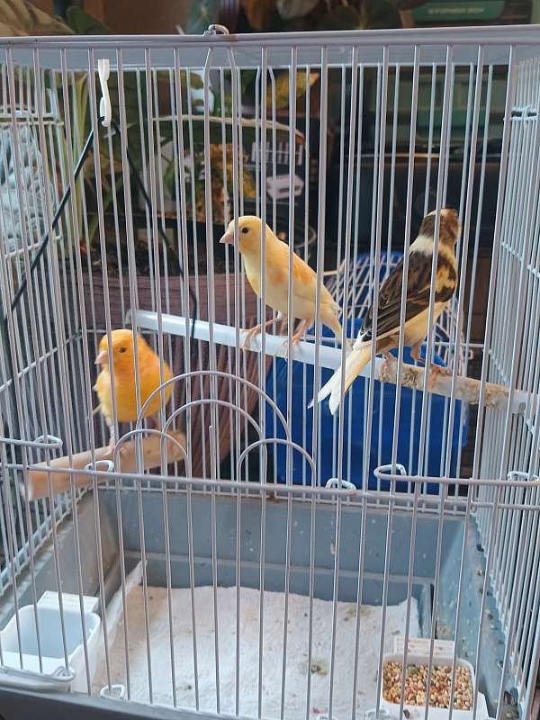 canary-for-sale-in-pleasant-garden-nc