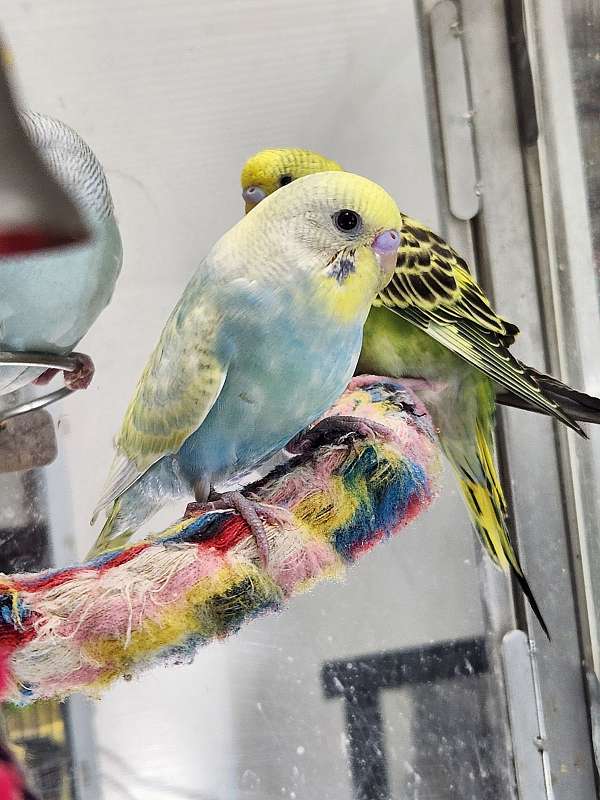 baby-bird-for-sale-in-painesville-oh