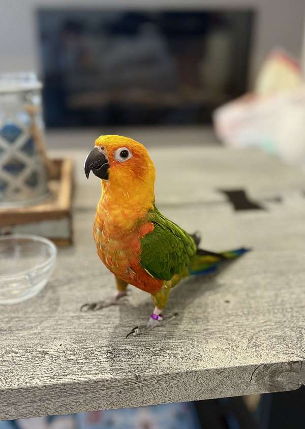 jenday-conure-for-sale-in-franktown-co