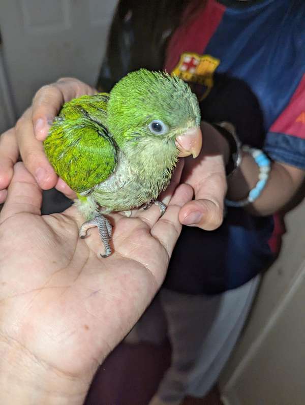 parrot-for-sale-in-east-elmhurst-ny