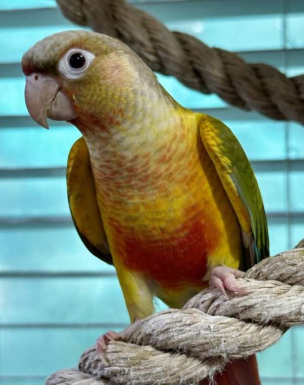 green-cheek-conure-for-sale