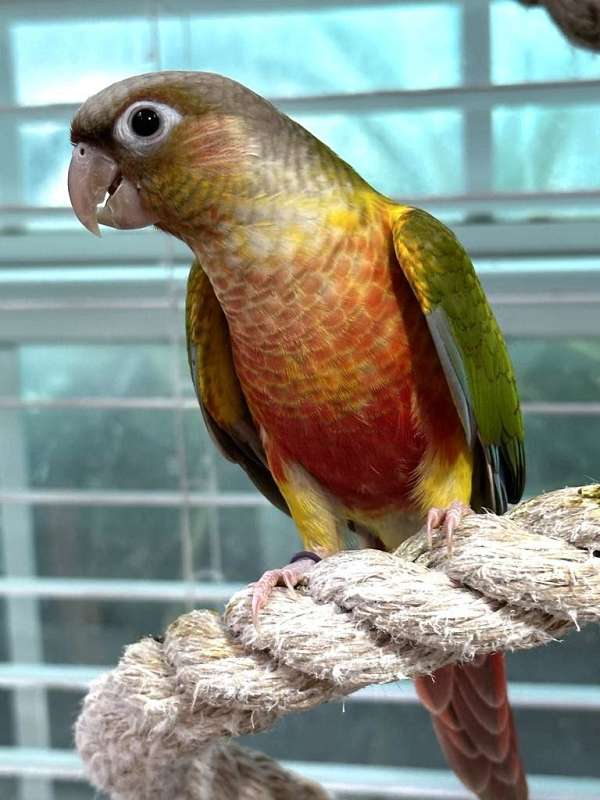 green-cheek-conure-for-sale