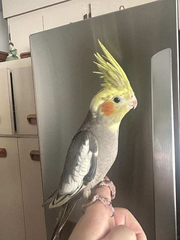 cockatiel-for-sale