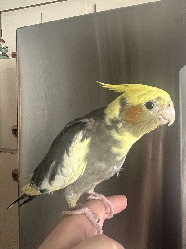 bird-for-sale-in-medford-ma