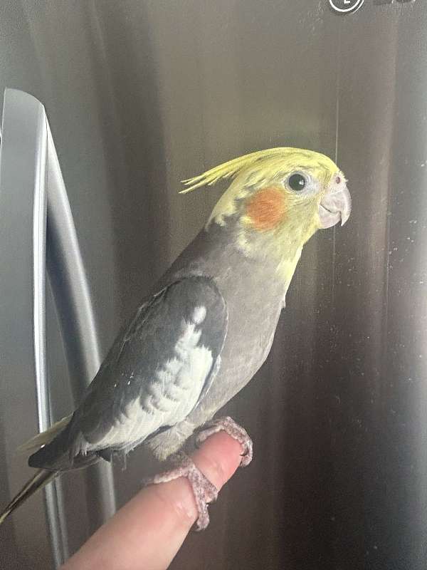 baby-bird