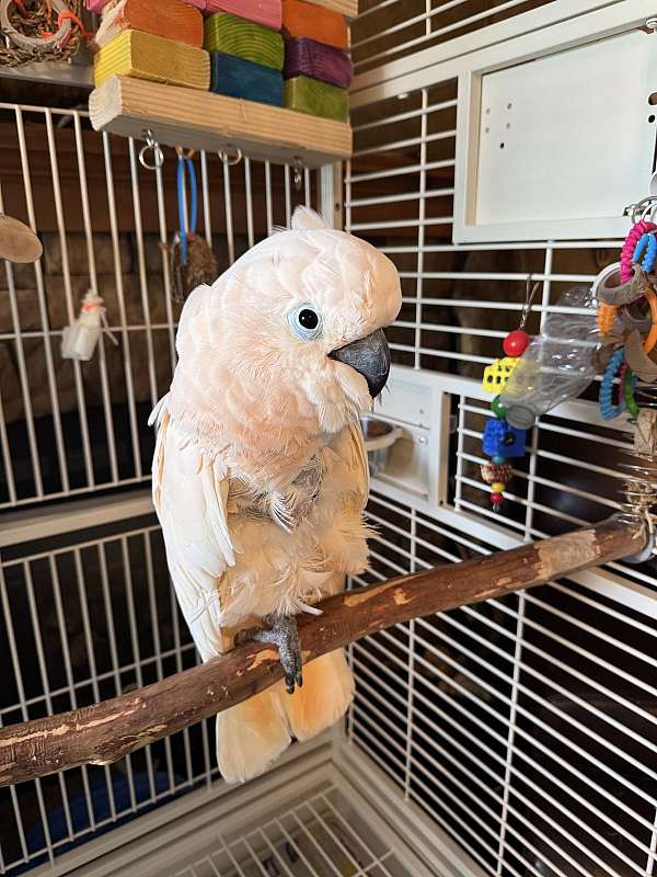 bird-for-sale-in-clinton-mo