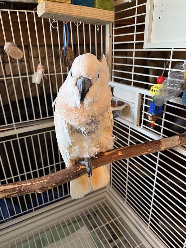 moluccan-cockatoo-for-sale-in-clinton-mo