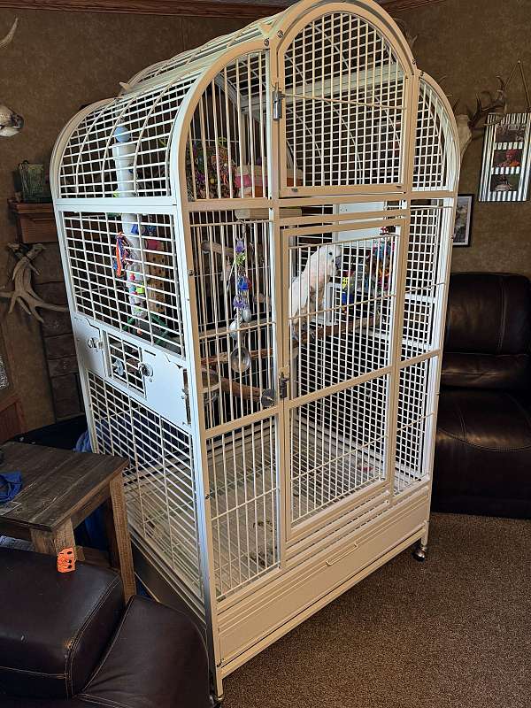 large-bird-for-sale-in-clinton-mo