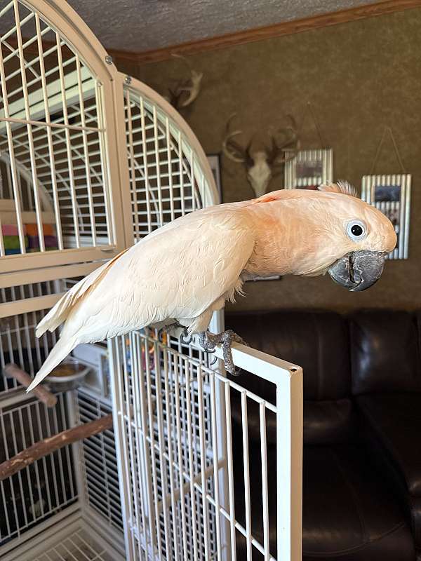 noisy-rescue-bird-for-sale