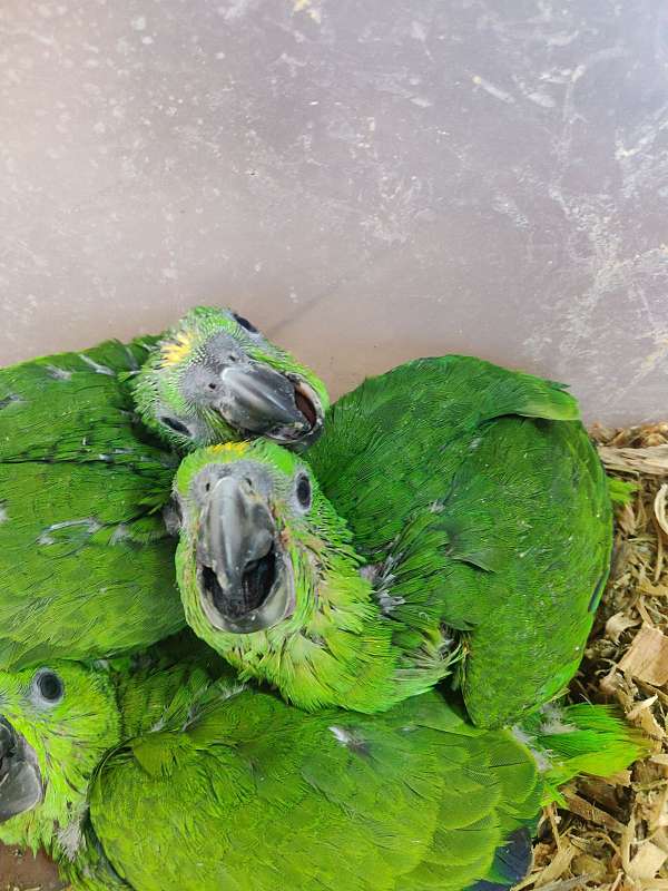 amazon-parrot-parrot-for-sale-in-san-diego-ca