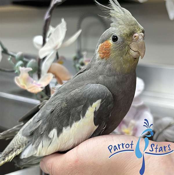 cockatiel-for-sale