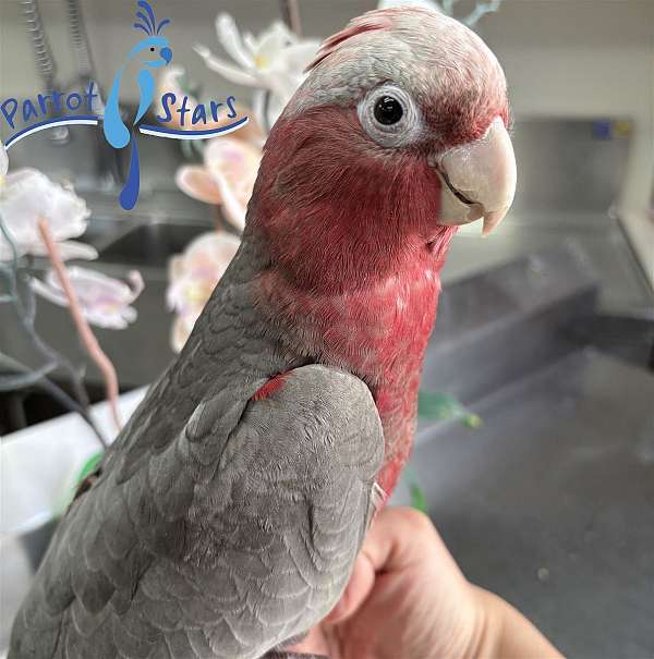 rose-breasted-cockatoo-for-sale