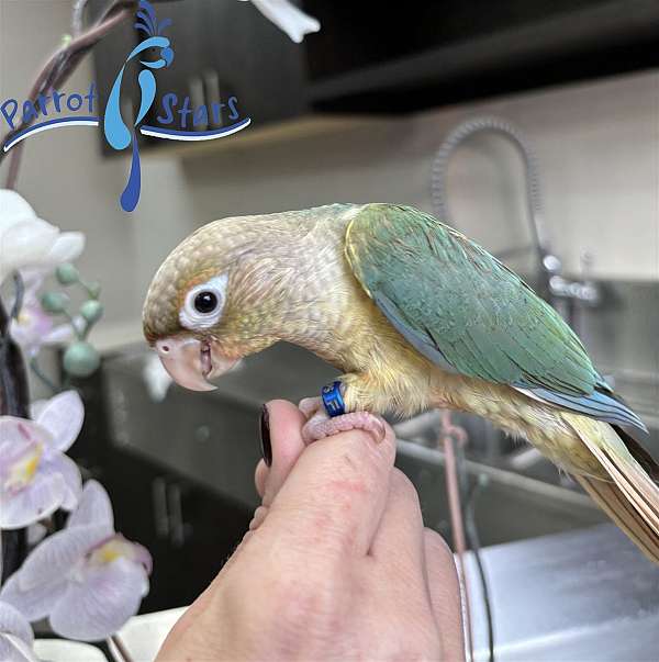 green-cheek-conure-for-sale