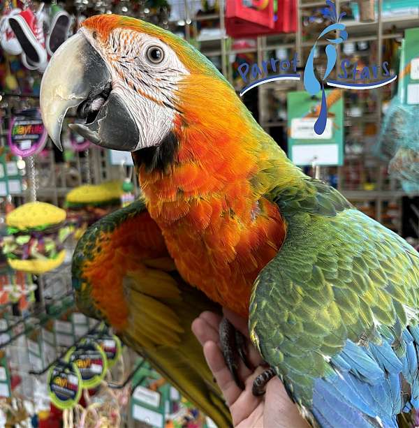 hybrid-macaw-for-sale