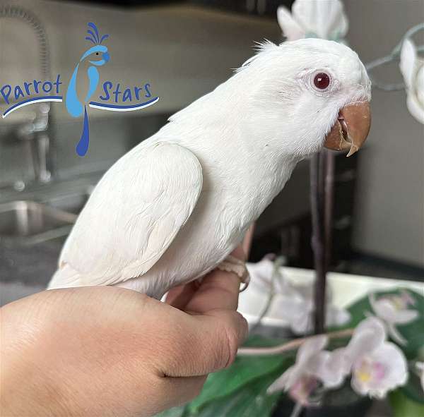 quaker-parrots-for-sale
