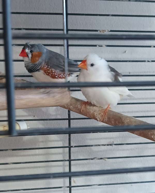 finch-for-sale-in-pleasant-garden-nc