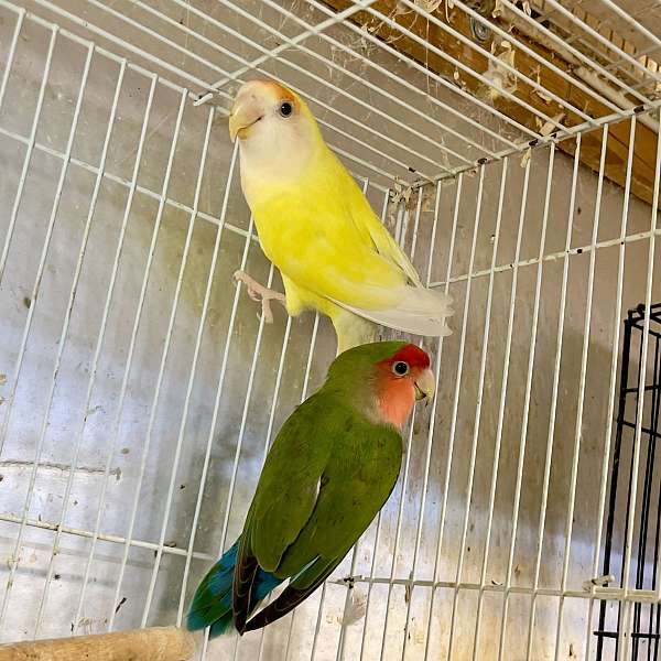 bird-for-sale-in-crosby-tx
