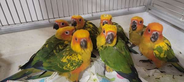sun-conure-for-sale-in-locust-grove-ga