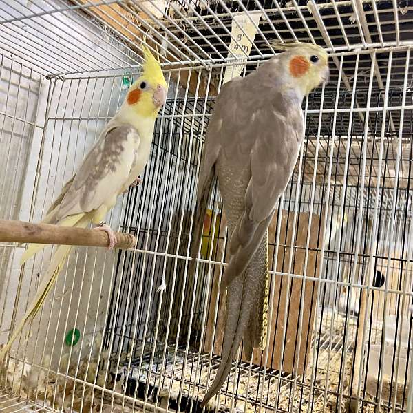 cockatiel-for-sale-in-crosby-tx