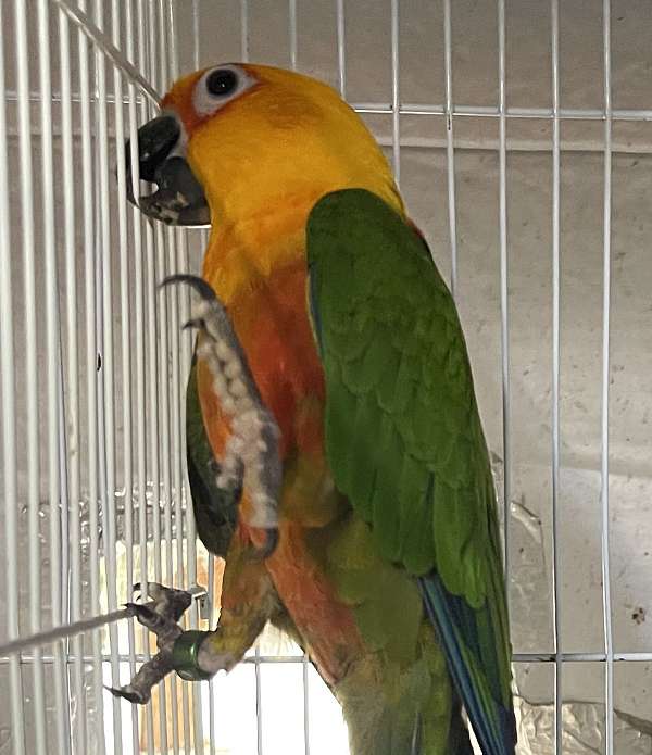 jenday-conure-for-sale-in-crosby-tx